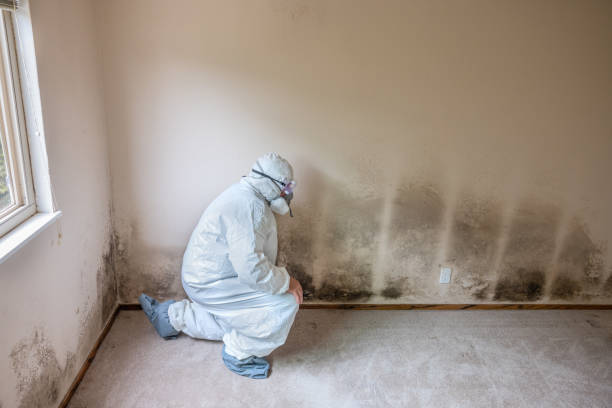 Mold Removal and Inspection in Statesboro, GA