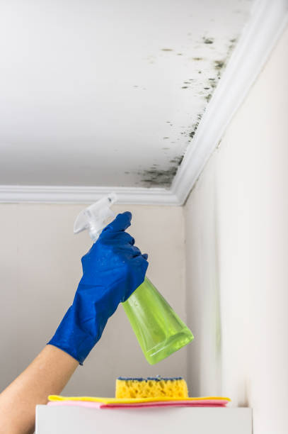 Best Certified Mold Removal  in Statesboro, GA